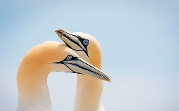 Vögel