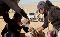 Königreich Jordanien