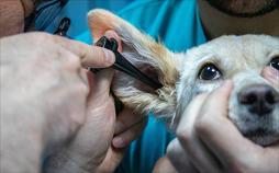 Tierärztin 24/7 II: Operation im Stroh bei Djamila