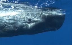 Welt der Tiere
