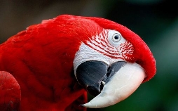 Vögel