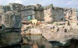 Seehund, Puma & Co. | TV-Programm von NDR