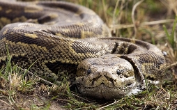 Pythons - Leise Killer