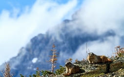 Tierische Superbauten