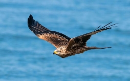 Zugvögel - Ein Jahr vergeht im Flug