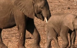 Die wilden Flüsse Afrikas