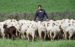 Freie Bahn für Wildtiere