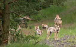 Die Wolfsaga. 20 Jahre Wölfe in Deutschland
