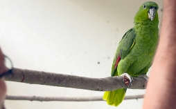 Die Tierärzte - Retter mit Herz