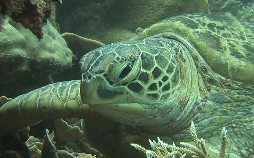 Welt der Tiere