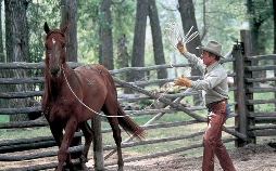 Der Pferdeflüsterer