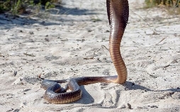 Afrikas Schlangen - Giftig und gefährlich