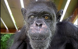 Schimpansen im Kongo mit Jane Goodall