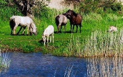Schleswig-Holstein 18