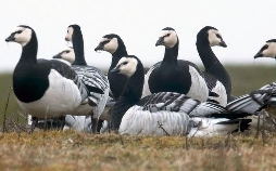 Apfelwiesen und Wildnis - Das Alte Land an der Elbe