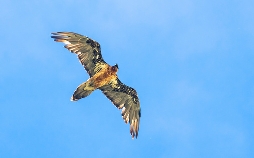 Braunkehlchen, Kiebitz & Kaiseradler - Wie retten wir Österreichs Vogelwelt?