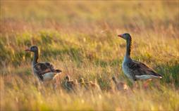 Von der Steppe in die Alpen - Vögel in Österreich