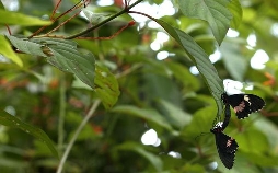 Schmetterlinge!!! - Superhelden der Natur