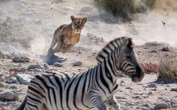 Gefährliche Wildnis
