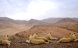 Die Wüstenlöwen der Namib - Auf den Spuren der Könige