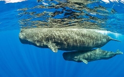 Magisches Mittelmeer