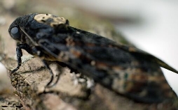 Schmetterlinge!!! - Superhelden der Natur