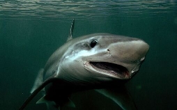 42 - Die Antwort auf fast alles