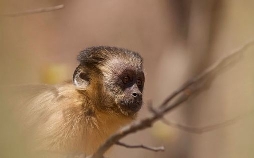 Tierkinder der Wildnis
