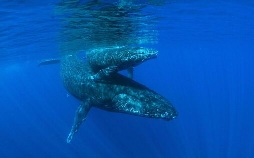 Schildkröten und Wale - Botschafter der Meere