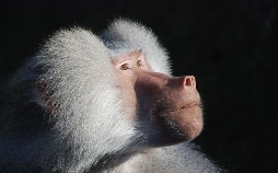 Nashorn, Zebra & Co.