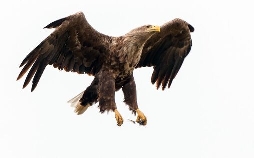 Zugvögel - Ein Jahr vergeht im Flug