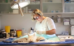 Die Tierärzte - Retter mit Herz