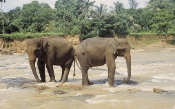 Asiens wilde Überlebenskünstler