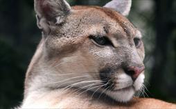 Der unsichtbare Puma: Ein Besucher in Frankreichs Wäldern?