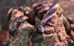 Invasive Insekten - Wie gefährlich sie wirklich sind