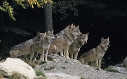 Tierische Killer
