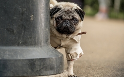 Ein Mops zum Verlieben