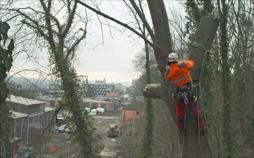 Einsatz am Limit - Knochenjob Holzfällen