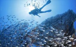 Die Meeresschützer - Kampf um unsere Ozeane