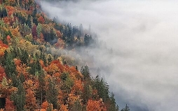 Unsere Wälder