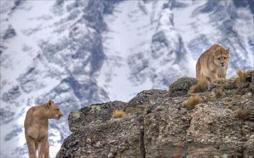 Pumas: In der Wildnis Patagoniens