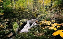 Der Nationalpark Bayerischer Wald - Das umkämpfte Paradies