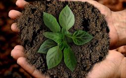 Gärtnerstadt Bamberg - Tradition und Innovation