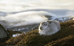 Schottlands wilde Jahreszeiten