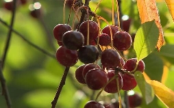 So schmeckt die Welt - Frucht aus Leidenschaft