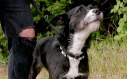 Der Hundeprofi - Rütters Team