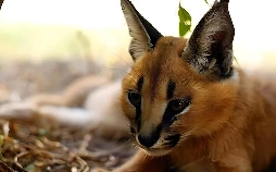 Das Waisenhaus für wilde Tiere