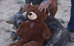 Das Waisenhaus für wilde Tiere