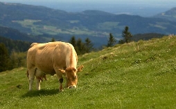 Frühling