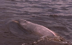 Boto, der rosa Flussdelfin